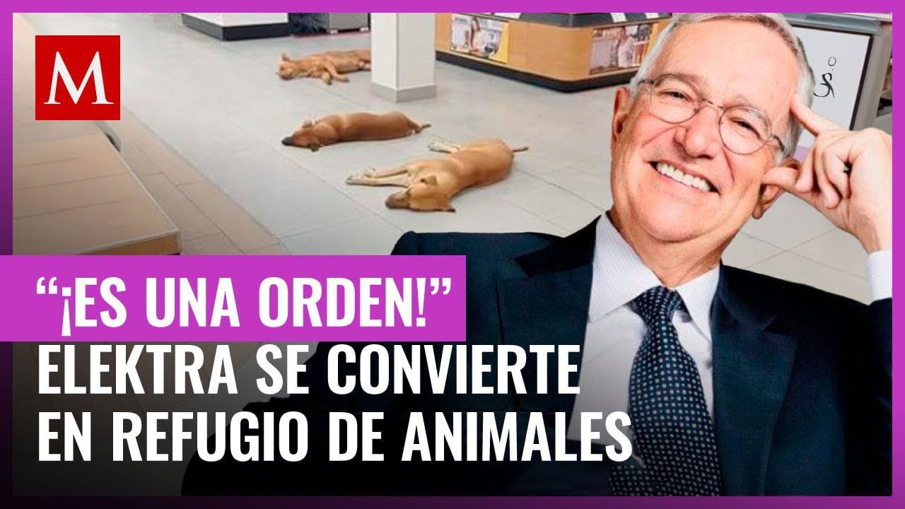 ricardo-salinas-gato - ND - Noticiario Digital ricardo salinas gato